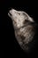 Wolf howls looking up, a gloomy  of sadness and longing. an ashen white polar wolf snout on a black background howls in the