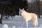 Wolf Hybrid Dog Standing Guard on Snowbank