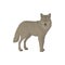 Wolf isolated wild animal, cartoon forest beast