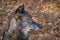 Wolf at Lakota Wolf Preserve