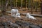 Wolf at Lakota Wolf Preserve