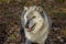 Wolf at Lakota Wolf Preserve