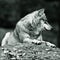 Wolf laying on rock