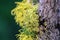 Wolf Lichen Letharia vulpina growing on the bark of pine trees in Lassen Volcanic National Park, Northern California