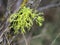 Wolf Lichen on Sagebrush