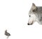 Wolf looking at a chick against white background