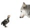 Wolf looking at a chick against white background