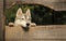 Wolf is looking for prey. Pet and animal, Siberian husky, dog year.