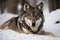 wolf lying in the snow, its muzzle turned toward the camera