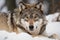 wolf lying in the snow, its muzzle turned toward the camera