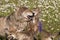 Wolf Mom and Pups Close up in the wildflowers