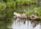 Wolf Mom and Pups Playing by the River