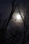 Wolf moon with bare branches, vertical image