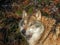 Wolf in National park Bayerischer Wald