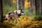 A wolf in a northern european forest created with generative AI technology