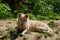 Wolf pack of big and white Hudson Bay Wolf, lives in the Artic.