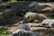 Wolf pack of big and white Hudson Bay Wolf, lives in the Artic and at the northwestern coast of Hudson Bay in Canada