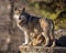 Wolf pack leader scans the horizon at Brookfield Zoo