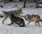 Wolf Pack playing in the snow