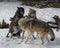 Wolf Pack playing in the snow.