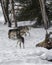 Wolf Pack playing in the snow.