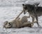 Wolf Pack playing in the snow.