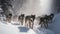 Wolf Pack\\\'s Coordinated Hunt in the Snowy Wilderness