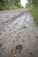 Wolf paw prints on the side of the road