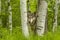 Wolf Peeking Through Birches