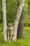 Wolf Peering Through Birches