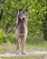 Wolf Photo Stock. Close-up profile front view in the bushes in springtime in Northern Ontario looking at camera in its environment