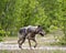 Wolf Photo Stock. Close-up profile view in the bushes in springtime in Northern Ontario in its environment and habitat with blur