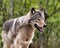 Wolf Photo Stock. Close-up profile view in the bushes in springtime in Northern Ontario in its environment and habitat with a blur