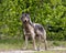 Wolf Photo Stock. Close-up profile view in the bushes in springtime in Northern Ontario looking at camera in its environment and