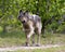 Wolf Photo Stock. Close-up profile view in the bushes in springtime in Northern Ontario looking at camera in its environment and