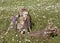 Wolf with Playful Pups in Wildflowers