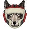 Wolf portrait. Head of wild animal. Boxing helmet.