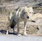 wolf predator mammal symbol pack canines