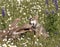 Wolf Pup Chewing on Log in Meadow of Wildflowers