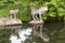 Wolf and Pup with Clear Reflection in Lake