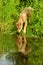 Wolf pup drinking water with reflections.