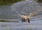 Wolf Pup Swimming