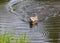 Wolf Pup Swimming Across Lake