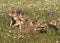 Wolf Puppies in Wildflowers