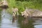 Wolf Pups at the Lake with Reflection