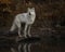 Wolf reflection at the pond Triple D Montana USA
