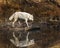 Wolf reflection at the pond Triple D Montana USA