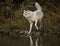 Wolf reflection at the pond Triple D Montana USA