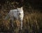 Wolf reflection at the pond Triple D Montana USA