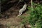 Wolf in a relaxed position, in the forest background. Close to wolf resting in natural environment. Close up portrait of a Timber